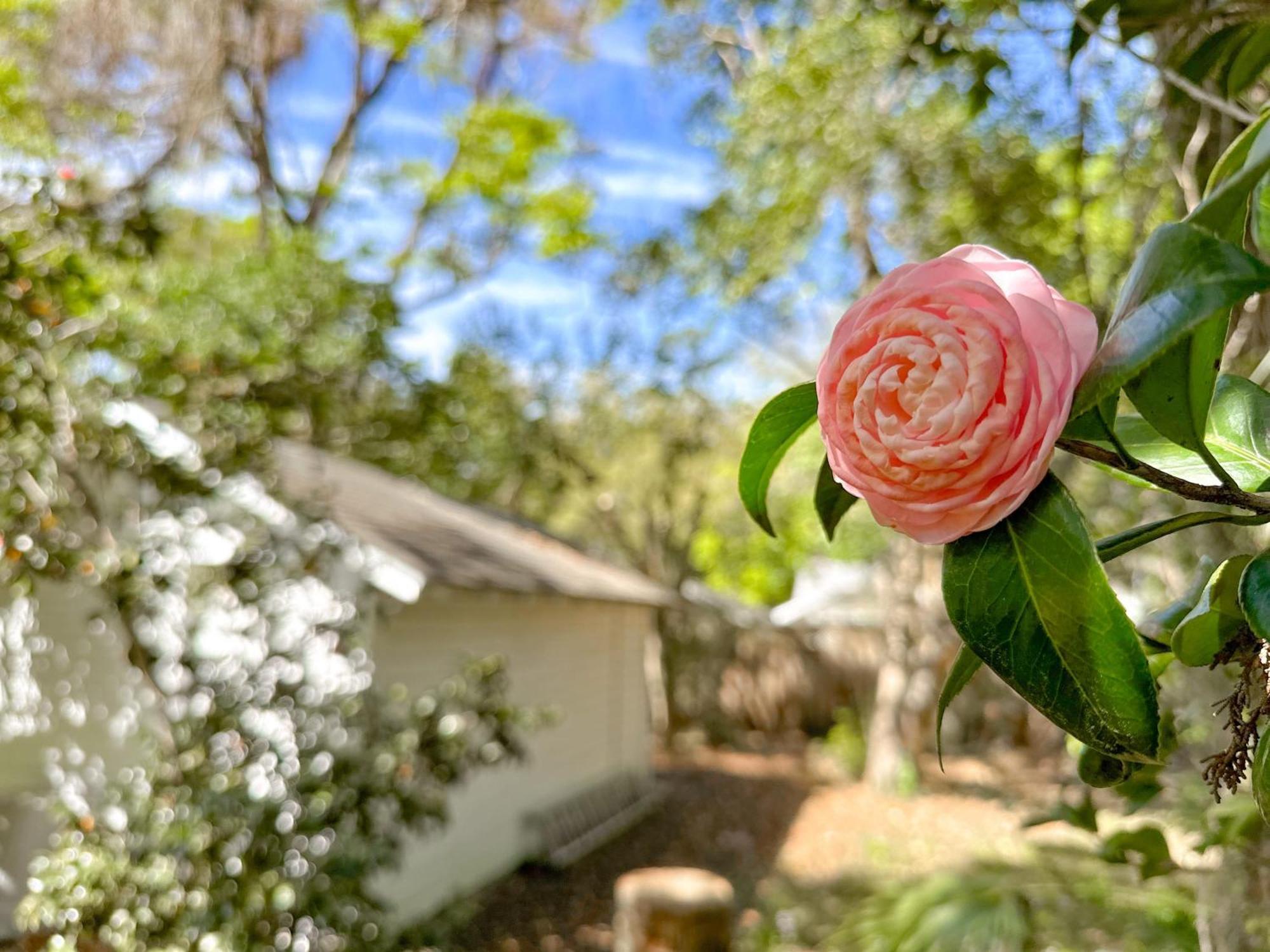 Adorable 1920s Near Uf Stadium Sleeps 10 Holiday home